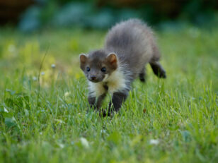 beautiful-cute-beech-marten beautiful cute beech marten scaled