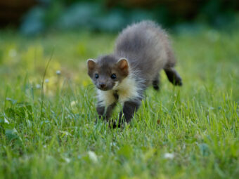 beautiful cute beech marten scaled