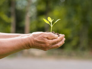 elderly person holding plant scaled