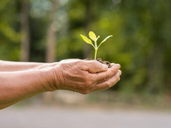 small tree planted on the ground placed inside the two hands of elderly person holding plant scaled