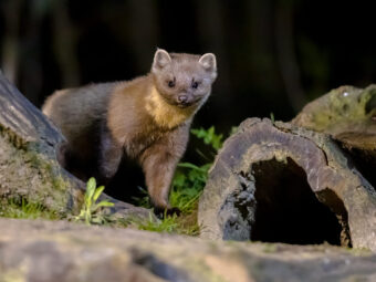 Versicherer begrüßen Themensetzung im Koalitionsvertrag 5 pine marten on trunk in forest at night 2025 03 23 22 01 52 utc scaled