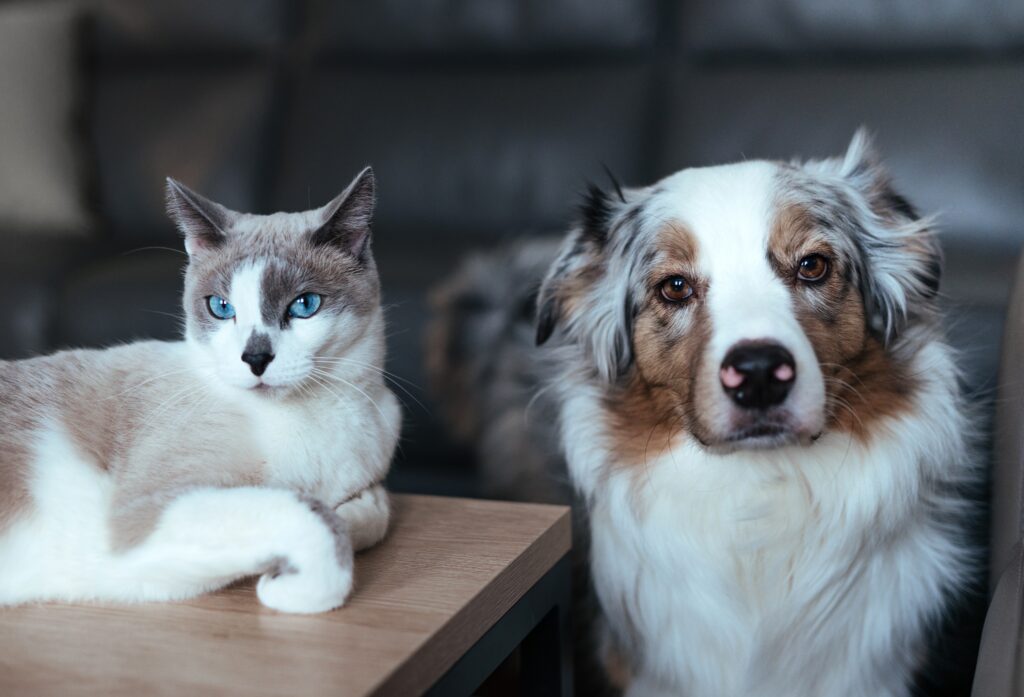 dog-and-cat-live-together-2023-11-27-04-51-22-utc dog and cat live together 2023 11 27 04 51 22 utc