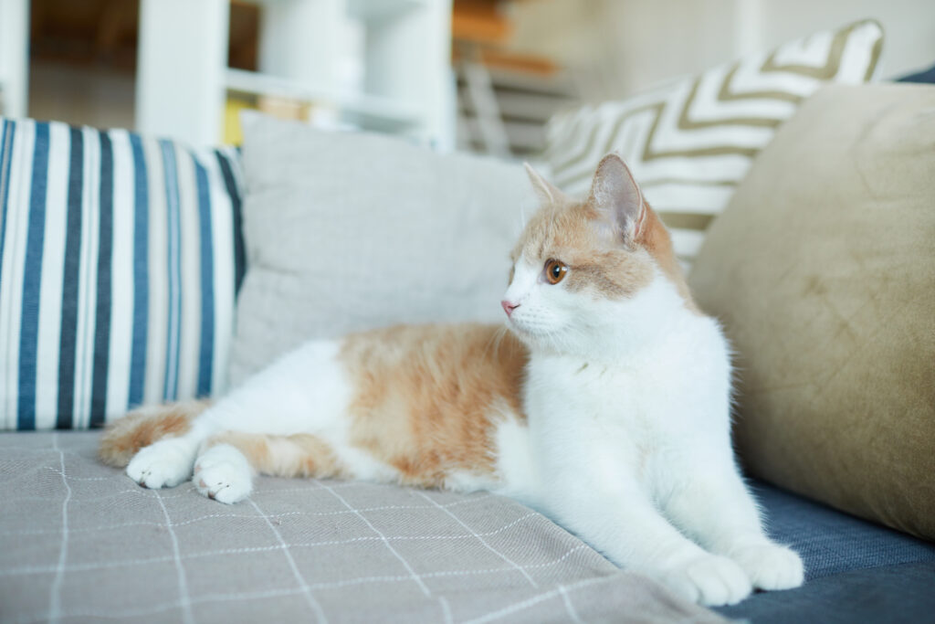 Domestic cat at home domestic cat at home 2023 11 27 05 02 52 utc