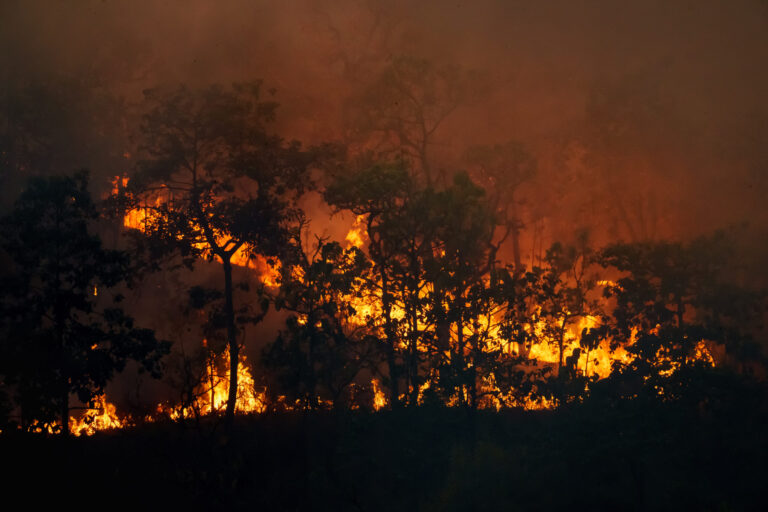 Welche Versicherung greift bei Waldbrandschäden? 3 forest fire is burning primarily as surface fire spreading along ground scaled