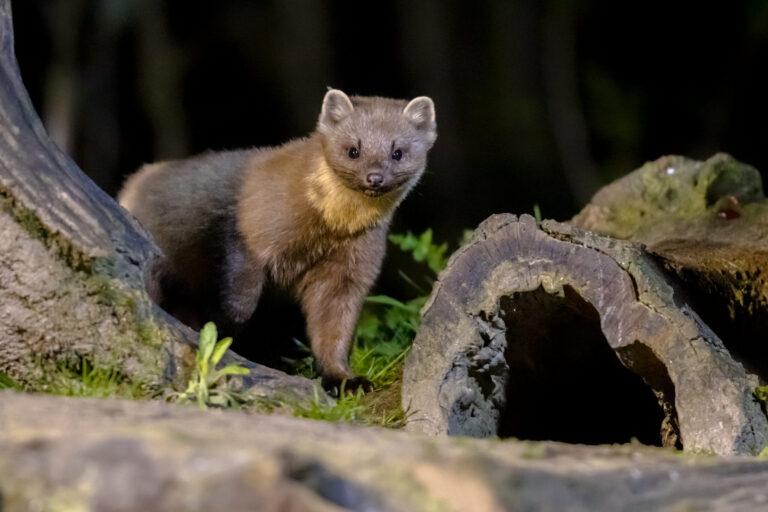 Über 1.000 Marderschäden an Autos – pro Tag 1 pine marten on trunk in forest at night 2025 03 23 22 01 52 utc scaled